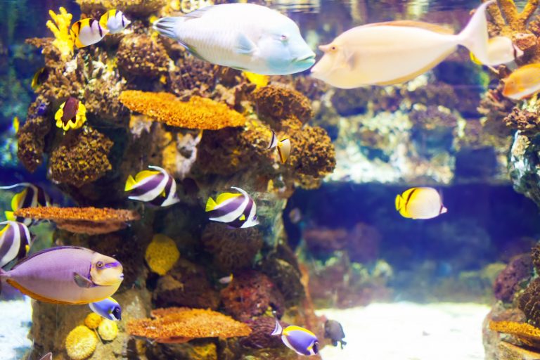 El acuario como obra viva: cuando la estética y la biología comparten cristal